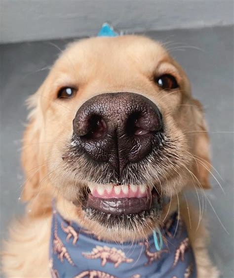 Boop My Nose ®️ On Instagram “boop 👆 📷 Oliverrthegolden 🐶 Golden Retriever Boopmynose