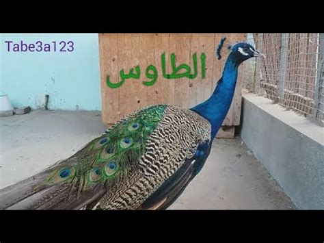 اهم فوائد القسط الهندي وكيفية استخدامه واستعماله للجسم من خلال وصفات بسيطة وسهلة، وللمزيد من المعلومات المفيدة يمكنكم زيارة قسم : ‫الطاووس الهندي و شكله و الوانه الجميلة‬‎ - YouTube