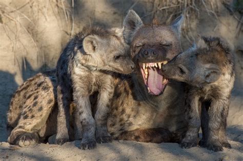 Spotted Hyena Crocuta Crocuta Also Known As The Laughing Hyena Photorator