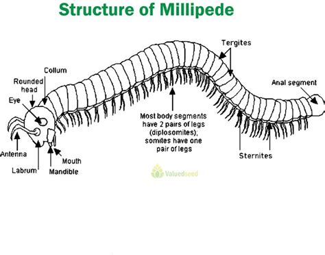 Millipede Millipede Segmentation Biology