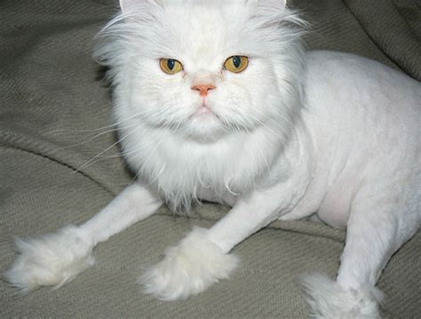 My experience giving my two persian cats a lion cut. Pics obsession: Funny Cat Haircut