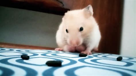 My Hamster Pooping Youtube