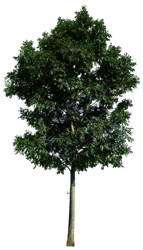 Stai cercando fiore albero modelli di immagini di design psd o file di vettori? Tree 48 png by gd08 on deviantART | Tree photoshop, Tree ...