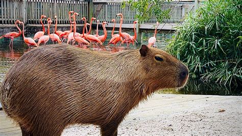 Gatorland Capybaras Get New Home At Parks Flamingo Island
