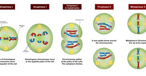 Meiosis Cell Stages