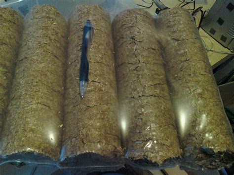 Compressed Straw Logs Gourmet And Medicinal Mushrooms Shroomery
