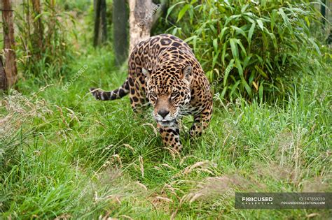 Jaguar Big Cat Prowling Through Long Grass — Vivid Threatened Stock