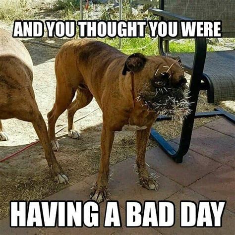 Funny Dog Meme Boxer