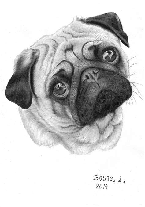 Pug By Torsk1 On Deviantart Baby Animal Drawings Dog Drawing Baby Pugs