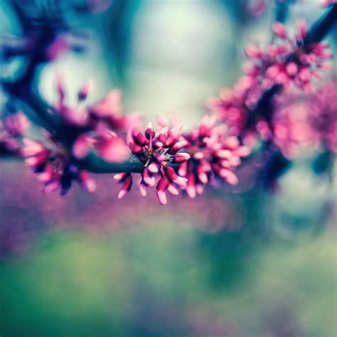 Free Download Spring Colours Ipad Air Wallpaper Download Iphone
