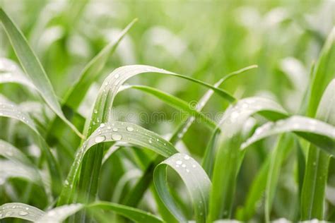 Closeup Dew On Grass For Green Background Macro Photo Of Water Drops