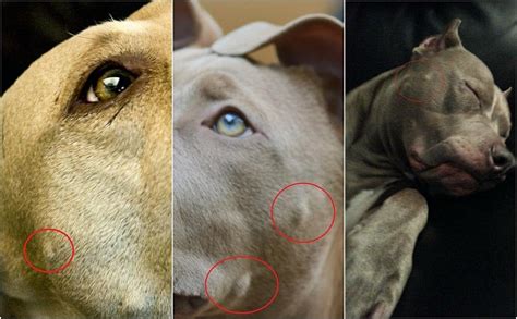 Help What Are These Bumps On Some Dogs Faces Dogs