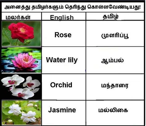 Appearing Meaning In Tamil
