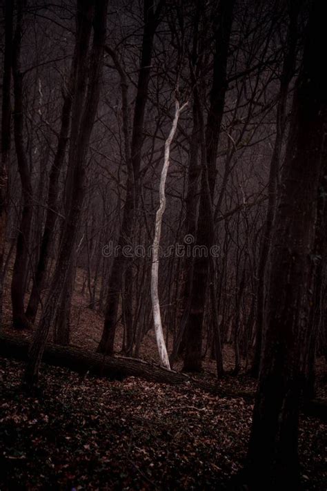 Isolated White Fallen Tree In The Dark Hornbeam Trees Wild Forest Stock