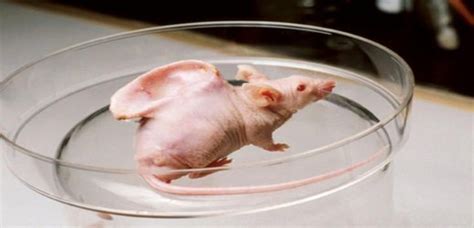 The History Of The Lab Rat Is Full Of Scientific Triumphs And Ethical