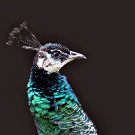 Miss Peacock By Lumendonas On Deviantart
