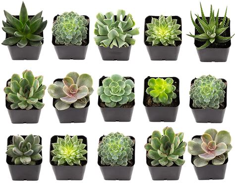 Awesome Succulents For Collectors And Gardeners