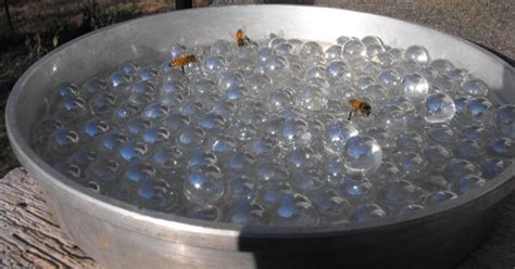 One thing is we can plant more winter flowing plants in our garden so bees can replenish their dwindling honey stores though out the winter months. bee waterer system in bowl with marbles | Bee friendly ...