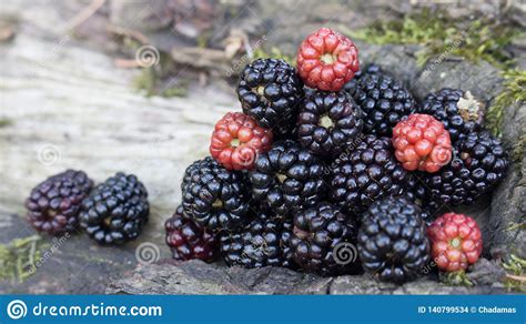 What are benefits of blackberry? Blackberries Offer Many Health Benefits, Including Full Of ...