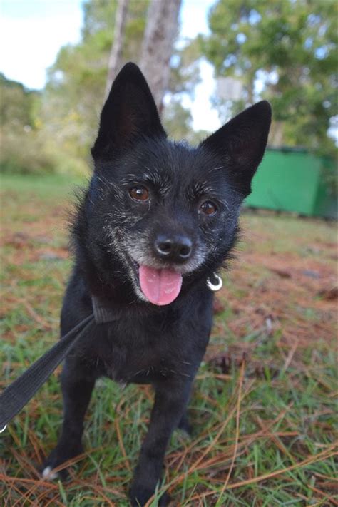 Sparky Small Female Schipperke Mix Dog In Qld Petrescue