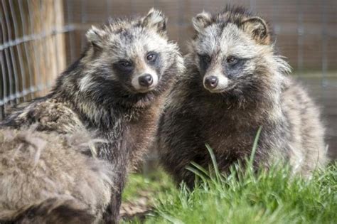 The Latest Threat To Britains Wildlife Raccoon Dogs The Times