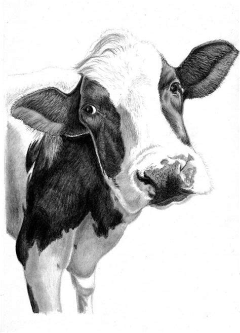 Cow Art Print Hand Drawn Animal Pencil Drawing A4 A5 Etsy Cow Art