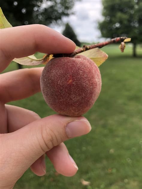 What Is Thisminiature Peach That Has A Texture And Taste Similar To