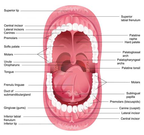 What Is A Soft Palate With Pictures