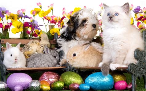 Free Download Kitten Dog Puppy Rabbits Chickens Eggs Flowers Easter