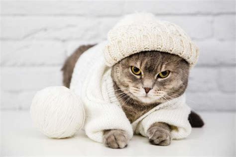 Home Remedies Cat Cold Symptoms To Do Home Things