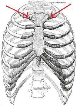 This item can be dropped. Muscles Behind The Rib Cage : Rib Cage - Medical Art ...