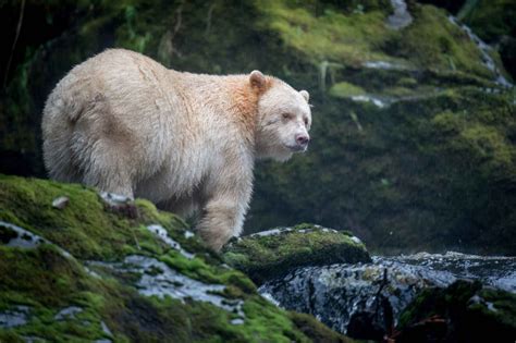 Visit The Great Bear Rainforest British Columbia Magazine