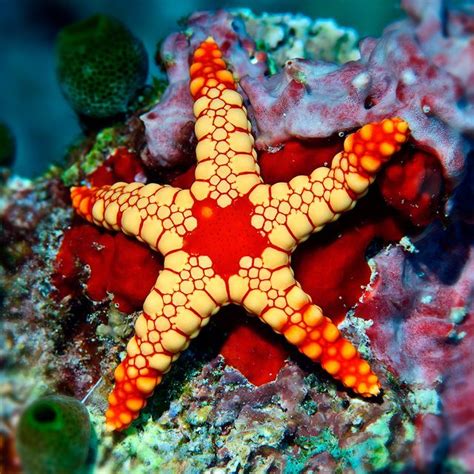 Echinoderms Starfish Brittle Star Sea Urchin Feather Star Sea Cucumber