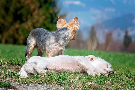 Perros Pegados Despues De Aparearse Transformaciones De Perros Antes Y Después De Ser Adoptados