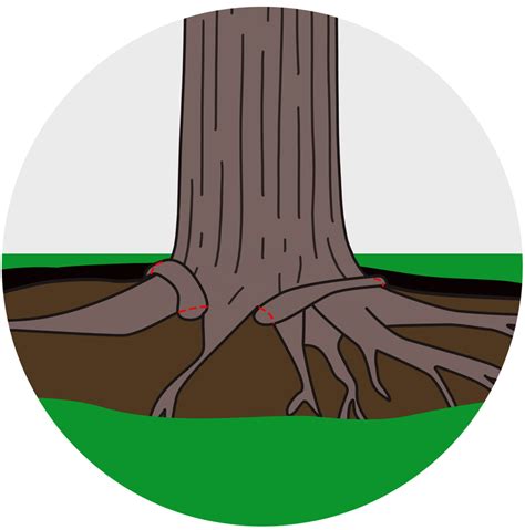 Russell Tree Experts — Root Collar Excavation