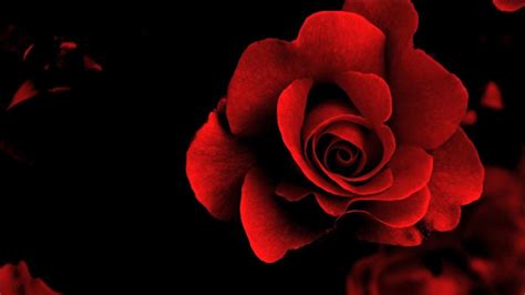 Wallpaper Bunga Rose Merah Gudang Gambar