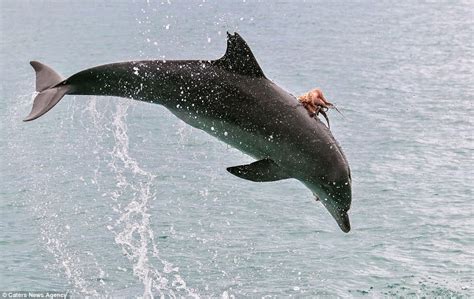 Octopus Clings To A Dolphin On The Hastings River Daily Mail Online