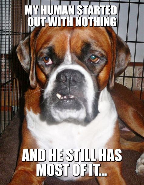 Sarcastic Boxer Dog Meme I Got Nothing Petrage