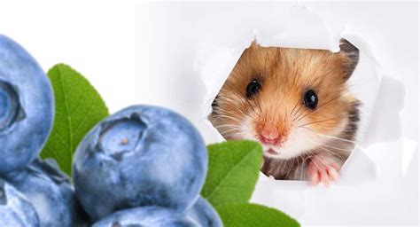I've written a bit before about this subject how can i train my cat not to want to eat my hamster? Can Hamsters Eat Blueberries? A Dwarf and Syrian Hamster ...