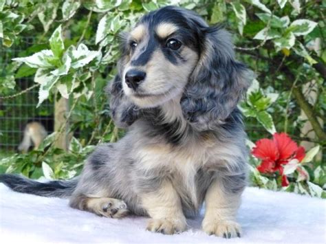 This is cosmo my long haired miniature dachshund. 19 best images about Dachshunds on Pinterest | Snickers ...