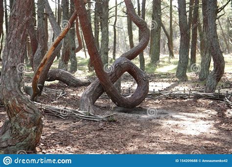 Unusual Trees Surprise With Their Shape Stock Photo