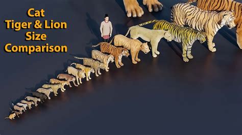 cat tiger and lion size comparison