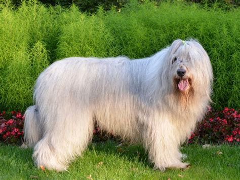 South Russian Ovcharka Temperament Lifespan Shedding Puppy