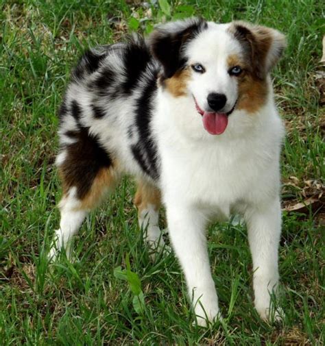 Knowing the names of girls from other continents is not bad. Meet Britches! This Blue Merle Toy Female Australian ...