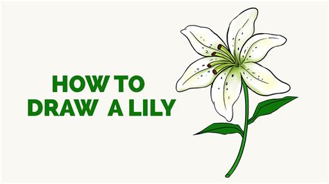 How To Draw A Lily In A Few Easy Steps Drawing Tutorial Beginners
