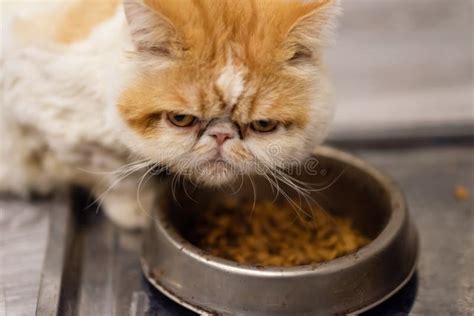 Yellow Exotic Shorthair Cat Look At Camera While Eating Pet Food Stock