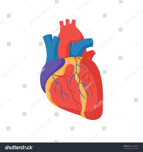 Human Heart Anatomy Organs Symbol Vector Stock Vector