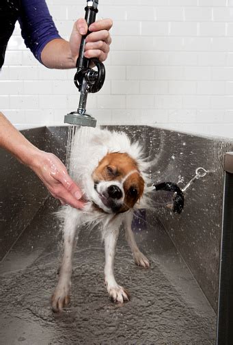 White And Brown Dog Being Washed In Silver Bath Stock Photo Download