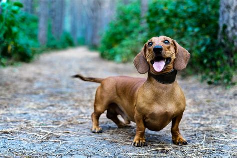 Dachshund Dog Breed History And Some Interesting Facts