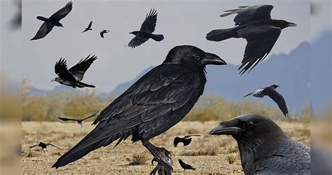 10 interesting facts about ravens unbelievable facts